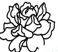 盛开的牡丹花简笔画画法_怎么画盛开的牡丹花