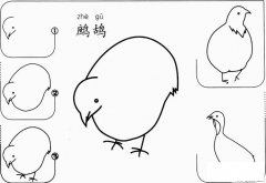 幼儿鹧鸪怎么画的画法步骤图