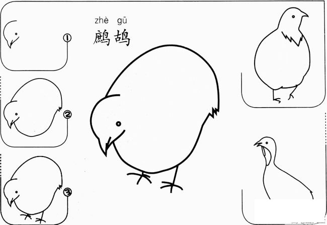 【鹧鸪怎么画】幼儿鹧鸪怎么画的画法步骤图
