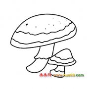 植物简笔画：松口蘑菇6