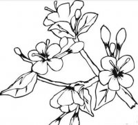 桃花朵朵开简笔画画法_怎么画桃花朵朵开