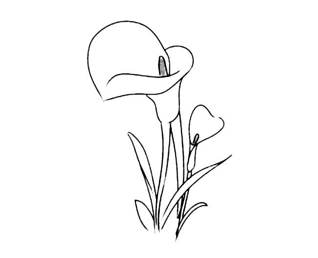 两朵百合花简笔画图片