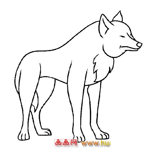 高大的大灰狼简笔画1