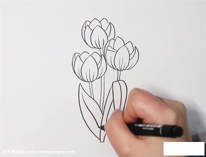 郁金香简笔画