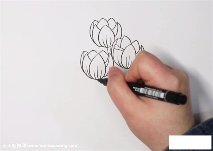 郁金香简笔画