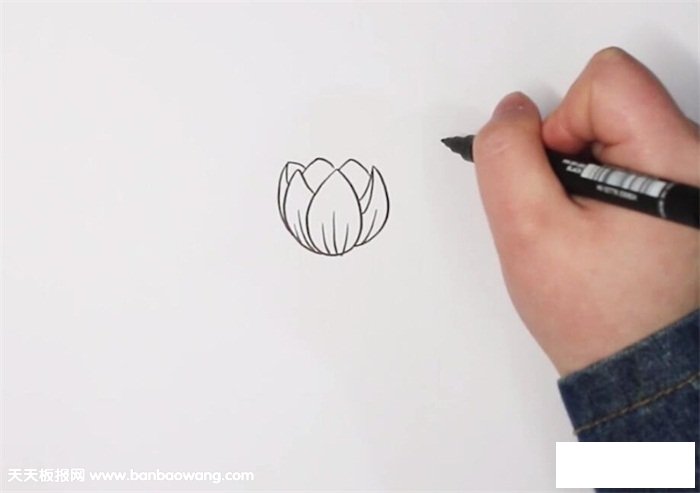 郁金香简笔画