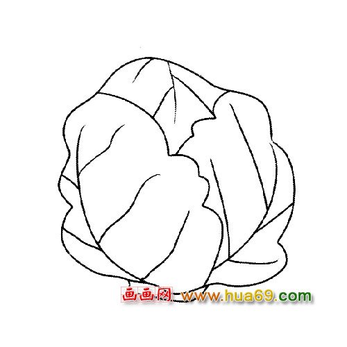 蔬菜简笔画│白菜2