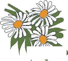野花简笔画