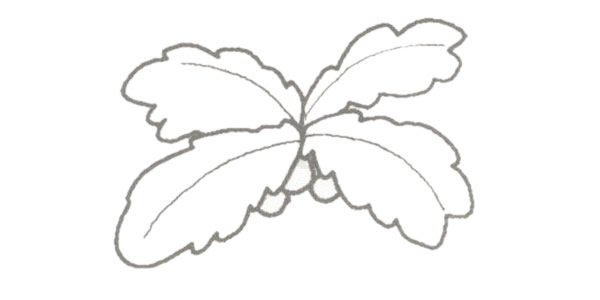 椰子树简笔画图片