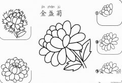 金盏菊怎么画简笔画