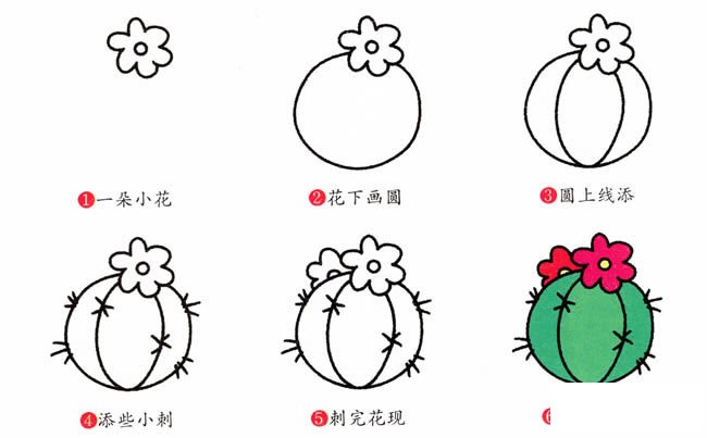 仙人球植物花简笔画步骤图片大全