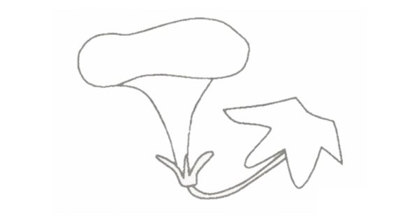 牵牛花简笔画图片