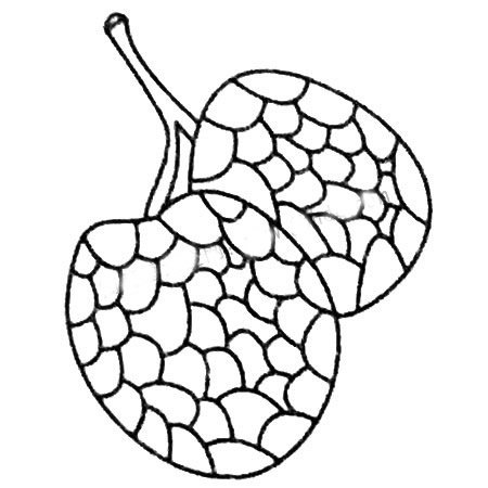 荔枝简笔画大全及画法步骤