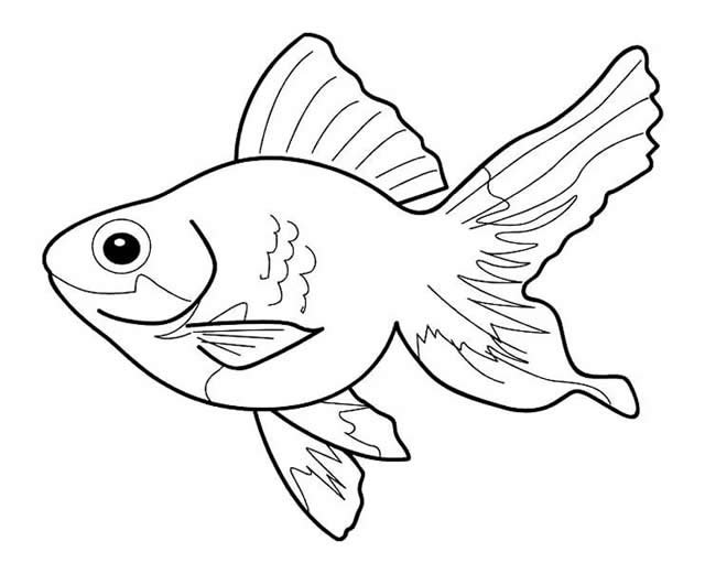 海洋鱼类动物简笔画