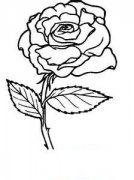 单支玫瑰花简笔画