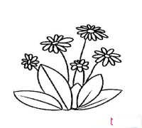 简单的植物简笔画，雏菊简笔画