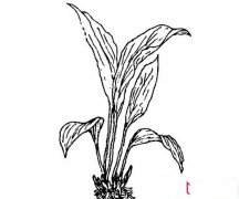 简单的一叶兰简笔画画法