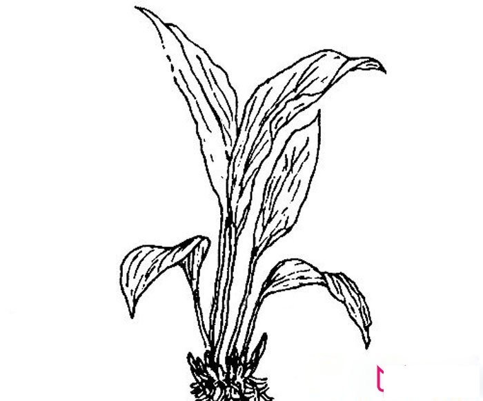 简单的一叶兰简笔画画法