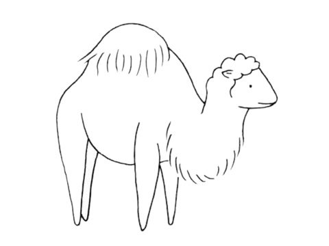 单峰驼简笔画图片