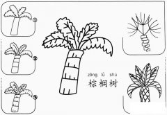 巴西棕榈树简笔画怎么画