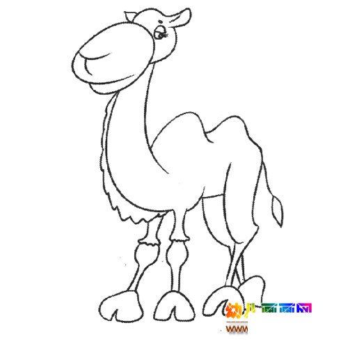 动物简笔画：一只骆驼17