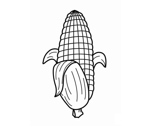 玉米简笔画图片