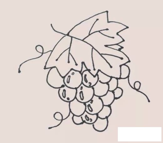 葡萄简笔画