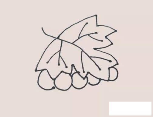 葡萄简笔画