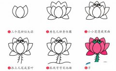 荷花植物花简笔画步骤图片大全二