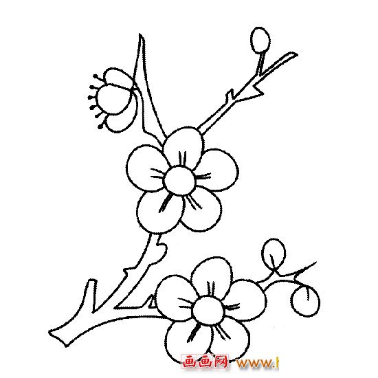 花卉简笔画：美丽的梅花