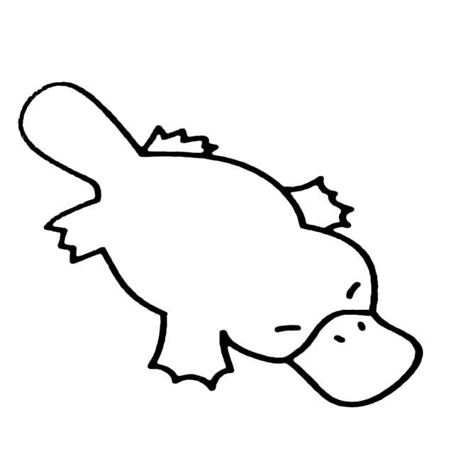 鸭嘴兽动物简笔画步骤图片大全