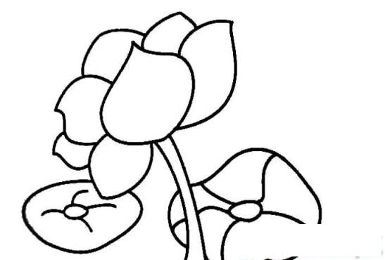 简笔画裸色荷花的具体画法步骤图片教程
