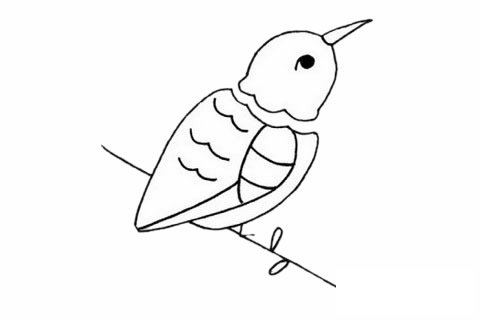 蜂鸟简笔画