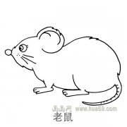 儿童简笔画：一只肥胖的老鼠