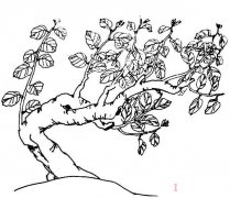 桂花树的画法素描简笔画图片简单漂亮