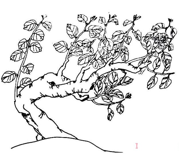 桂花树的画法素描简笔画图片简单漂亮