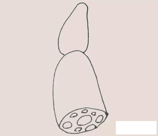 可爱的莲藕简笔画