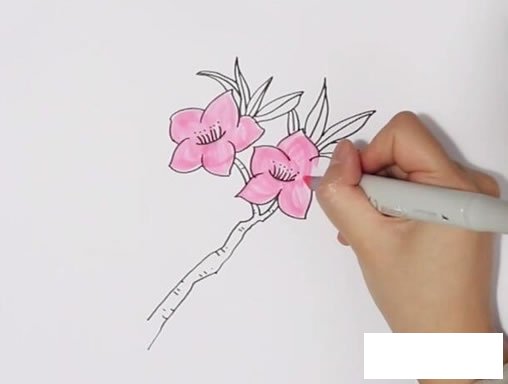 桃花怎么画_桃花简笔画彩色画法步骤图解