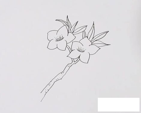 桃花怎么画_桃花简笔画彩色画法步骤图解