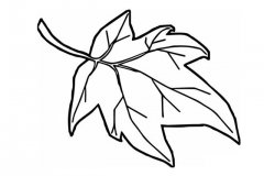4种秋天枫叶简笔画的画法图片大全