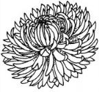 简笔画绽放的菊花的具体画法步骤图片教程