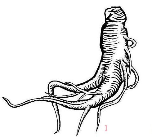 简笔画一棵人参简笔画图片简单好看