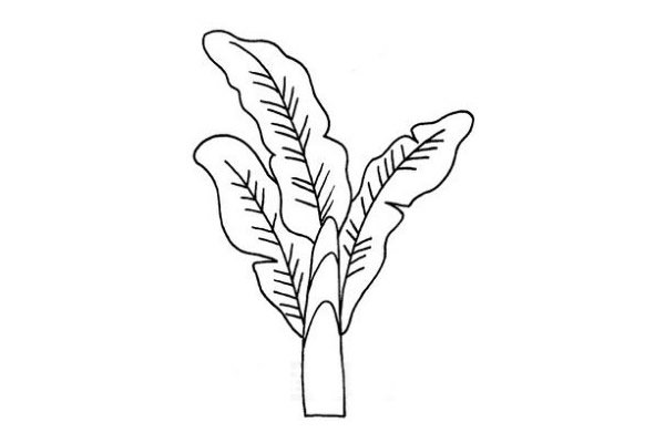 芭蕉树简笔画步骤图解