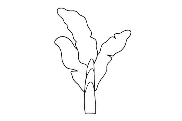芭蕉树简笔画步骤图解