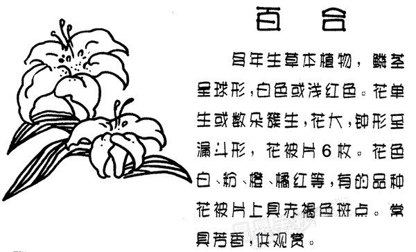 百合花简笔画
