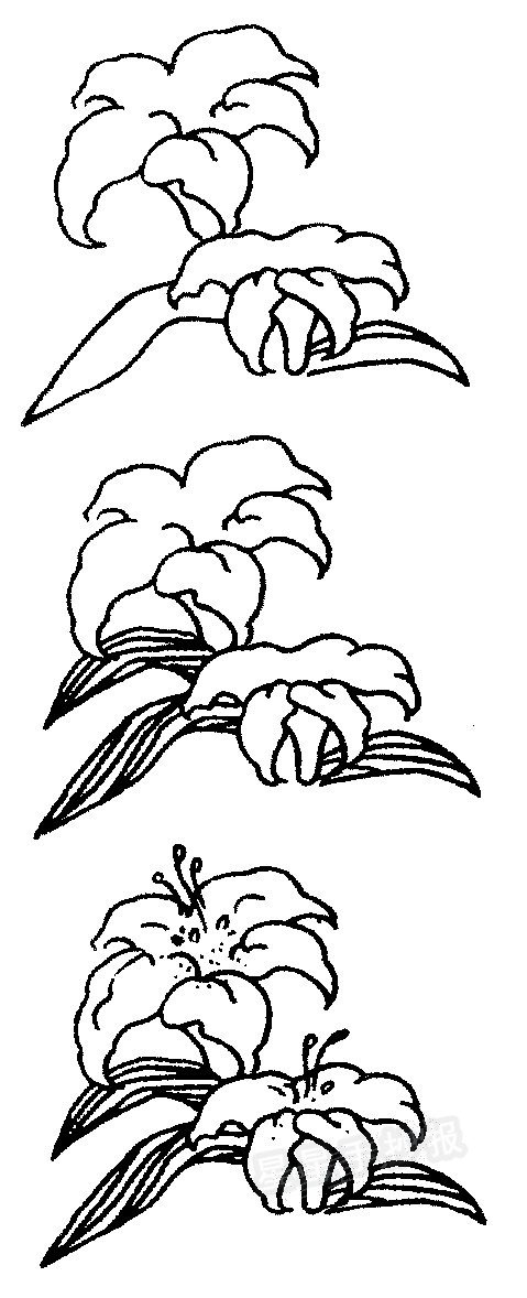 百合花简笔画