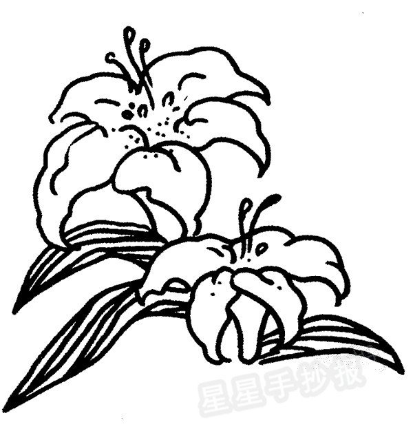 百合花简笔画