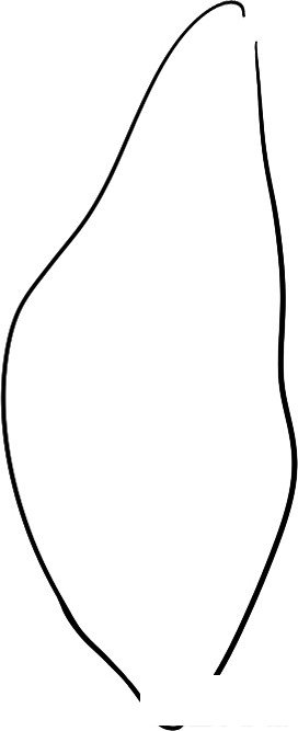 小树简笔画
