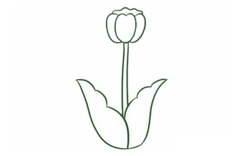 郁金香简笔画图片
