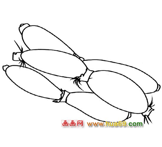 简笔画：很多莲藕1